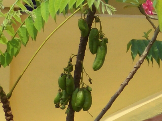 c0175883_17183246.jpg