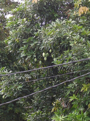c0175883_1741594.jpg