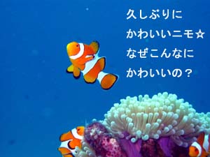 ナベさん!立派なダイバーになりました!_f0144385_19105277.jpg