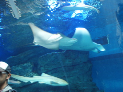 ビルの中の水族館　　その２_c0086895_22495920.jpg