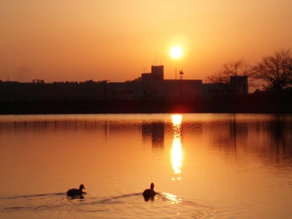 夕子の夕焼けだより_f0181295_188357.jpg