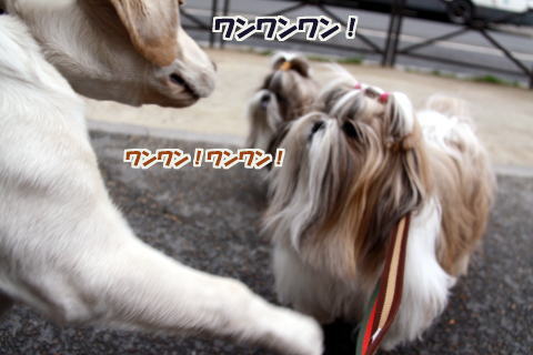 c0090198_1553399.jpg