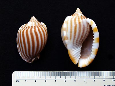 カズラガイ 福井の打上げ貝 カズラガイ 福井の打上げ貝