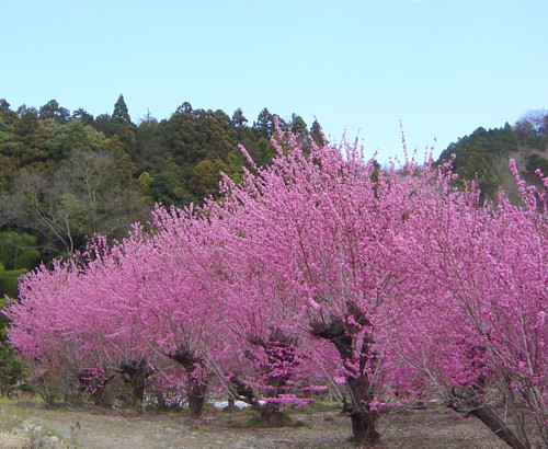 花桃めぐり_b0135601_14331349.jpg