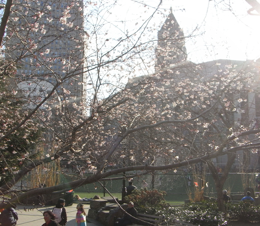 街角で見かけた初桜_b0007805_20531216.jpg
