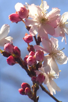 街角で見かけた初桜_b0007805_20532948.jpg