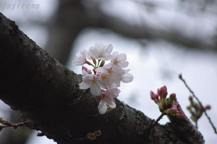 川べりの桜模様　２_b0151409_22574820.jpg