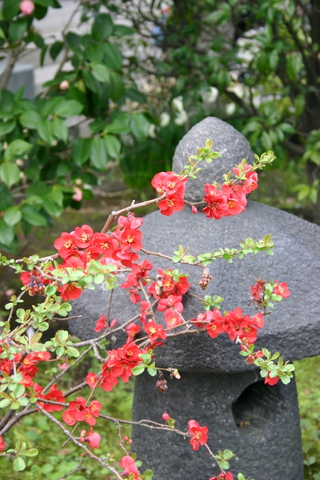 鎌倉花散歩　【大功寺の椿】_b0131812_1139524.jpg