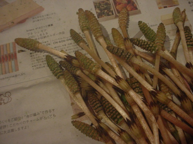 e0139617_885770.jpg