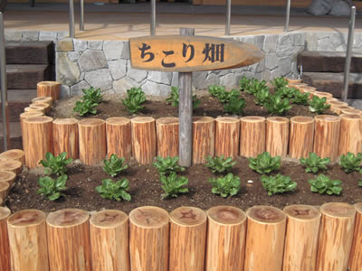 ちこり村 3月29日リニュアルオープン_d0063218_2041209.jpg