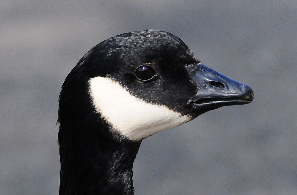 鳥の目 今日はシジュウカラガンから始めます 私のデジタル写真眼