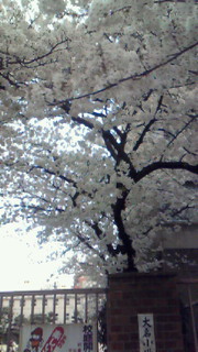 桜が満開♪_c0125532_20382420.jpg