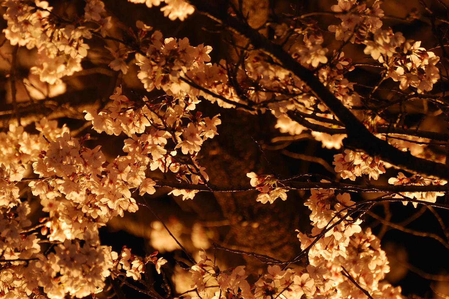 ●●●【 夜桜散策・・・闇夜に浮かぶ満開桜！。。。_c0152332_2324465.jpg