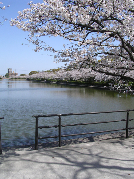さくらさく_f0176239_22155835.jpg
