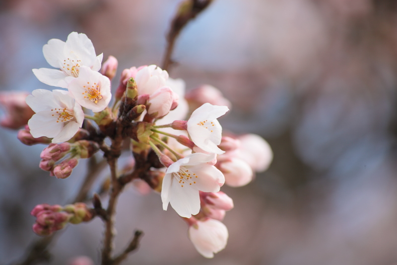 ＿(‥)フーン・・・桜を撮るのはなにげに難しいかも・・・_b0016940_21535343.jpg