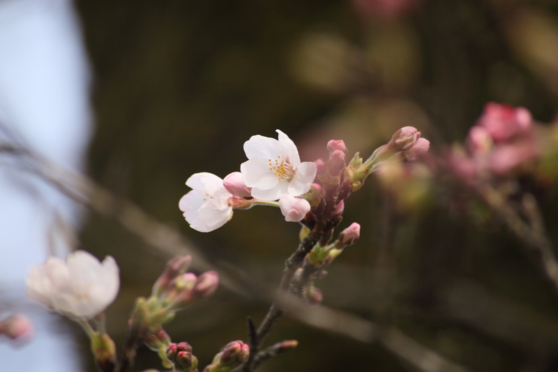 ＿(‥)フーン・・・桜を撮るのはなにげに難しいかも・・・_b0016940_21543821.jpg