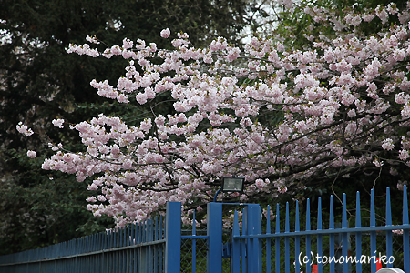 桜の下をピッチピッチチャップチャップランランラン♪_c0024345_7464970.jpg
