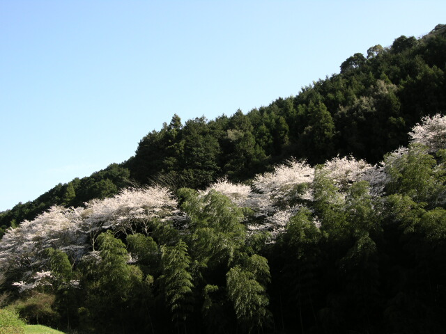 あっ！　桜よ　（*^_^*）_e0091445_10591335.jpg