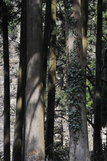 c0093046_8164312.gif