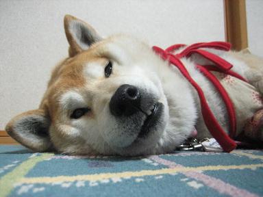 また話題が_c0049950_0184816.jpg
