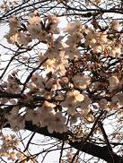 逆戻り・・・?_d0139350_13233281.jpg