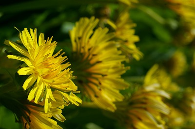 a0117858_22346.jpg