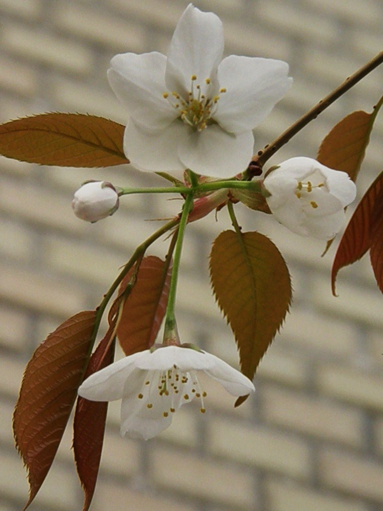 ほんのりと淡い紅白色…楚々とした…山桜_e0064158_0381285.jpg