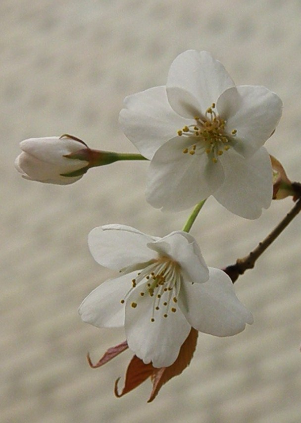 ほんのりと淡い紅白色…楚々とした…山桜_e0064158_040385.jpg