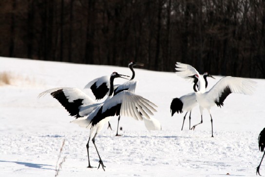 雪原に華麗に舞うタンチョウ・・・・鶴居村_f0000866_18462564.jpg