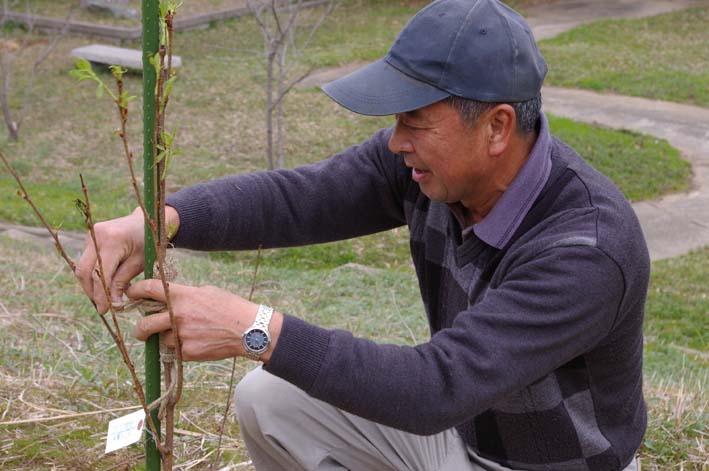 遂に野口初太郎所縁の場所に河津桜を植樹_c0014967_1464928.jpg