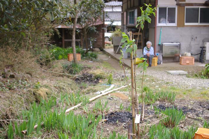 遂に野口初太郎所縁の場所に河津桜を植樹_c0014967_1471791.jpg