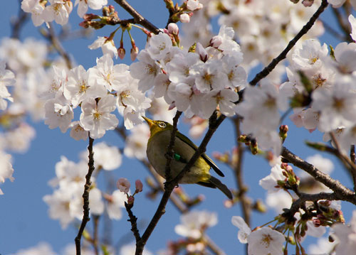 桜とメジロ　　　　　　　H21.03.26　晴れ_b0038868_10171088.jpg