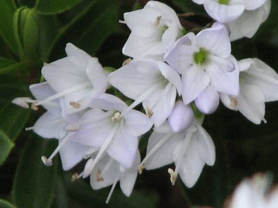 d0050472_15521418.gif