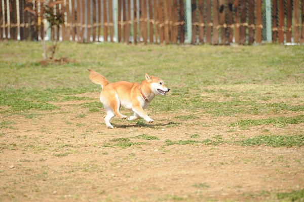 とぶき　200903 07_c0109780_19383683.jpg