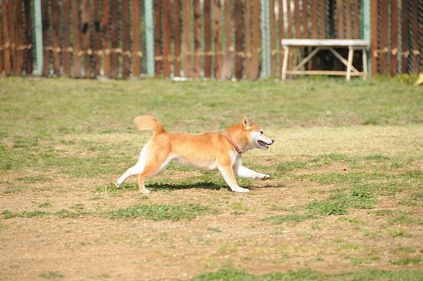 とぶき　200903 07_c0109780_19385113.jpg