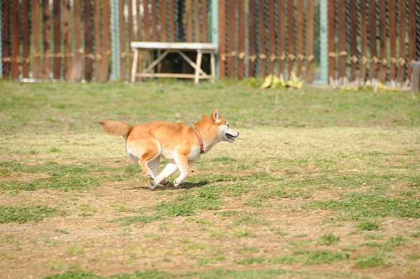 とぶき　200903 07_c0109780_1938588.jpg