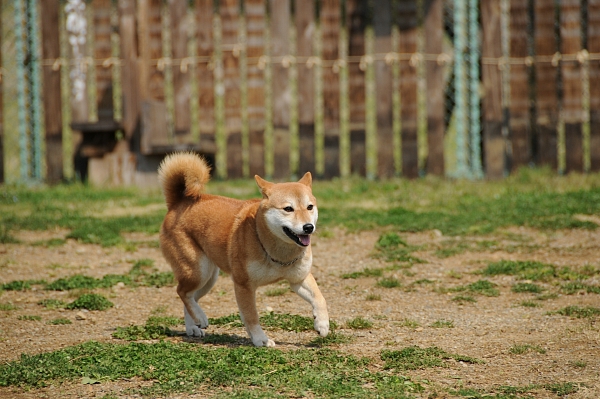 とぶき　200903 07_c0109780_19391977.jpg