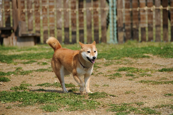 とぶき　200903 07_c0109780_19392546.jpg