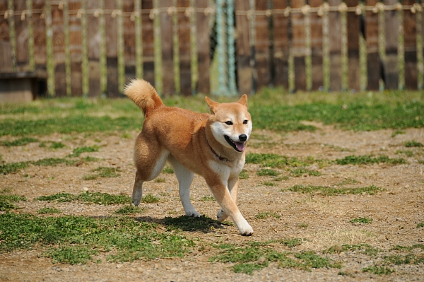 とぶき　200903 07_c0109780_19393253.jpg