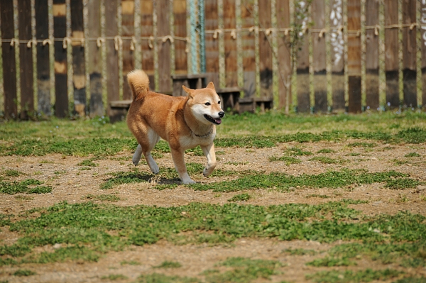 とぶき　200903 07_c0109780_1939581.jpg