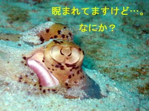4日連チャンのラチャヤイ島_f0144385_18381574.jpg