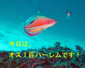 4日連チャンのラチャヤイ島_f0144385_18424510.jpg