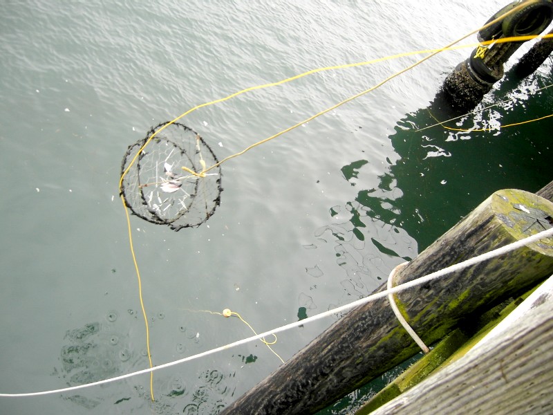 ニューポートでカニ釣りを見る。_a0118890_771054.jpg
