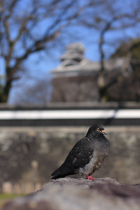 ゆらゆら鳩ぽっぽ_e0135098_7154790.jpg
