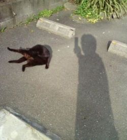 野良猫　野良犬　招き猫_f0036700_13302484.jpg