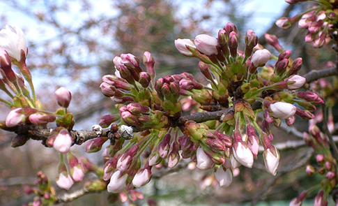 じらし桜_b0050301_114466.jpg