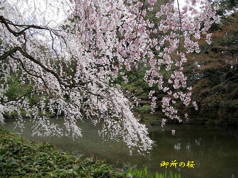 御所の桜！_d0090001_21303842.jpg