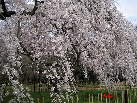 御所の桜！_d0090001_21305959.jpg