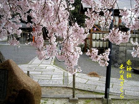 御所の桜！_d0090001_2148156.jpg