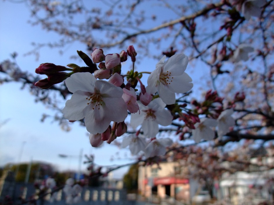 cherry blossom　_b0139303_17463326.jpg